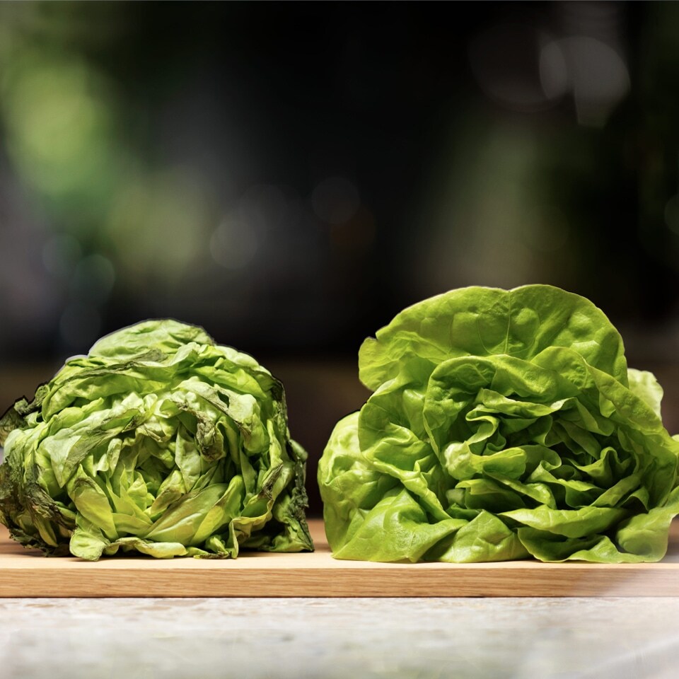 Jämförelse av sallad Jämförelse av sallad